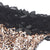 Leopard Print Thong with Black Lace and Back Lacing