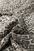 Brown Leopard Print Raw Hem Elastic Waist Loose Pull On Jeans